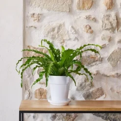 Online BOTANIC® Asplenium Osaka - Pot de Ø 15 cm