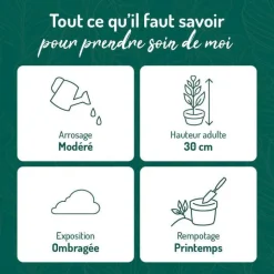 Online BOTANIC® Asplenium Osaka - Pot de Ø 15 cm