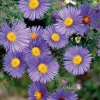 Online BOTANIC® Aster Haut Aut - Bleu - Le pot de 9 x 9 cm