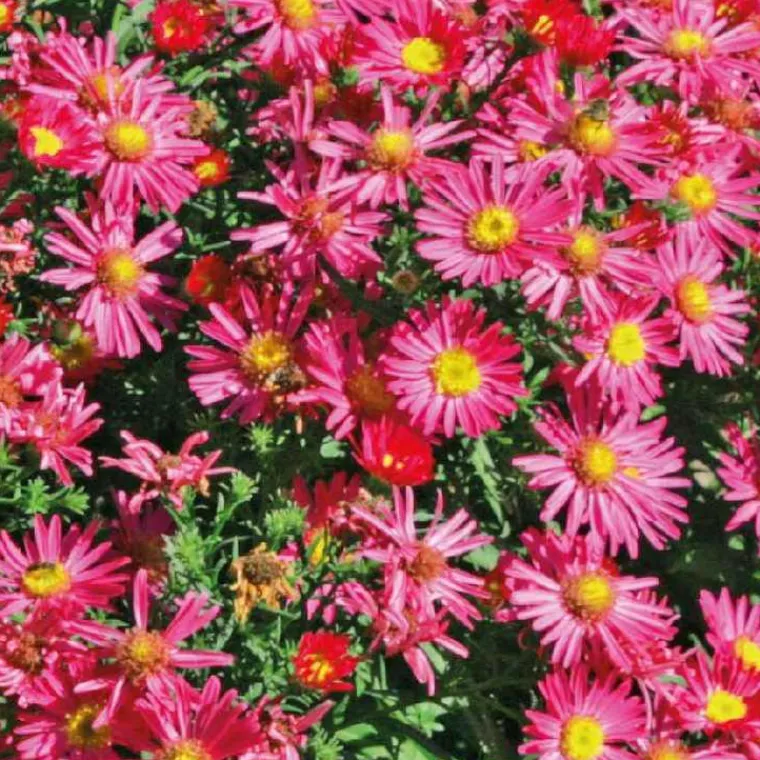 Online BOTANIC® Aster Haut Aut - rouge - Le pot de 9 x 9 cm