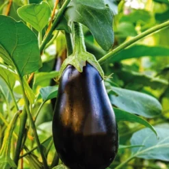 New BOTANIC® Aubergine Ronde Bonica Bio. La barquette de 3 plants