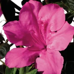 Sale Azalée (Azalea) Encore rose. Le pot de 4 litres