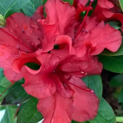 Clearance Azalée (Azalea) Encore Ruby rouge. Le pot de 4 litres