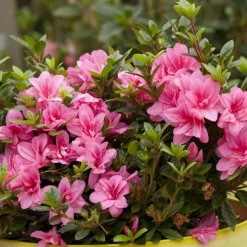 Hot Azalée Encore Empress rose. Le pot de 4 litres