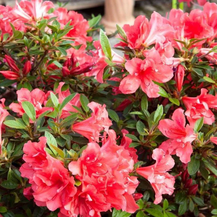 Hot Azalée Encore Sunset rose. Le pot de 4 litres