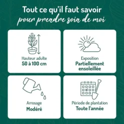 Clearance BOTANIC® Azalée japonaise 'Gilbert Mullie' le pot de 5 litres