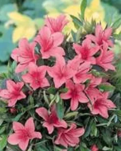 Outlet Azalée Japonaise variée (Azalea Japonica) 20/25. Le pot de 2 litres