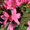 Hot Azalée Japonaise variée (Azalea Japonica). Le pot de 5 litres