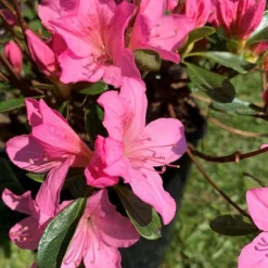 Hot Azalée Japonaise variée (Azalea Japonica). Le pot de 5 litres