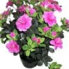 Clearance BOTANIC® Azalée sachsenstern. Le pot de 15 cm
