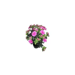 Clearance BOTANIC® Azalée sachsenstern. Le pot de 15 cm