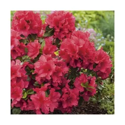 New BOTANIC® Azalea japonica vuyks scarlet rouge en pot de 5 L