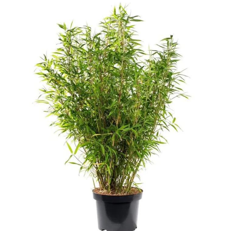 Online Bambou Fargesia Angustissima. Le pot de 24 litres