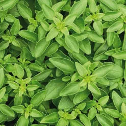 New BOTANIC® Basilic Fin Vert Bio. Le pot de 2,5 litres