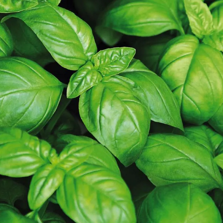 Outlet BOTANIC® Basilic Grand Vert Bio. Le pot de 2,5 litres