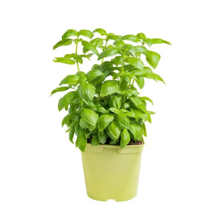 Outlet BOTANIC® Basilic Grand Vert Bio. Le pot de 2,5 litres