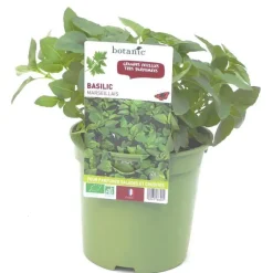 Discount BOTANIC® Basilic Marseillais Bio. Le pot de 1 litre