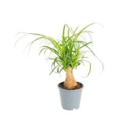 Clearance Beaucarnea coupe Ø14xH35/40 cm