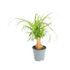 Best Beaucarnea pot Ø12xH30 cm