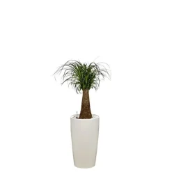 New Beaucarnea tronc droit et son pot Rondo premium Ø 32 blanc