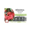 Discount ERNEST TURC Bégonia Cascade écarlate rouge XXL - bulbes vrac