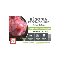 Hot ERNEST TURC Bégonia Erecta Double Bouton de Rose XXL rose clairà bord foncé - bulbes vrac
