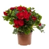 Discount BOTANIC® Bégonia élatior. Le pot de Ø 17 cm