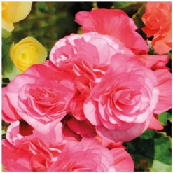 Discount BOTANIC® Bégonia élatior. Le pot de Ø 17 cm