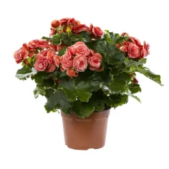 Discount BOTANIC® Bégonia élatior. Le pot de Ø 17 cm