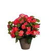 Online EDELMAN Bégonia rose artificiel en pot gris - Ø 36 x H 37 cm