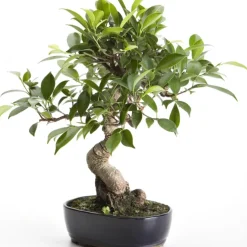 Outlet BOTANIC® Bonsaï rempoté varié mix taille 6