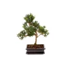 New BOTANIC® Bonsai varié