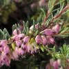 New Bruyère (Erica Darleyensis). Le pot de 1 litres