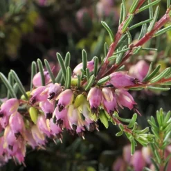 New Bruyère (Erica Darleyensis). Le pot de 1 litres