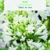 Discount BOTANIC® Bulbe de fleurs Agapanthe blanc - 1 bulbe