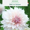 New BOTANIC® Bulbe de fleurs Dahlia décoratif Café au lait bio - 1 bulbe