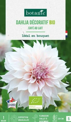 New BOTANIC® Bulbe de fleurs Dahlia décoratif Café au lait bio - 1 bulbe