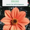 Hot BOTANIC® Bulbe de fleurs Dahlia nain simple Sienna & Black bio - 1 bulbe