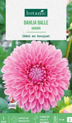 Discount BOTANIC® Bulbe de fleurs Dalhia balle Sandra - 1 bulbe