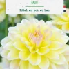 Best BOTANIC® Bulbe de fleurs Dalhia buisson Calin - 1 bulbe
