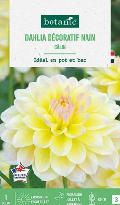 Best BOTANIC® Bulbe de fleurs Dalhia buisson Calin - 1 bulbe