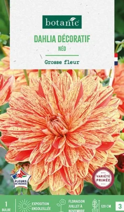 Outlet BOTANIC® Bulbe de fleurs Dalhia décoratif Neo - 1 bulbe