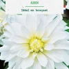 Discount BOTANIC® Bulbe de fleurs Dalhia décoratif Albion - 1 bulbe