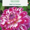 Sale BOTANIC® Bulbe de fleurs Dalhia décoratif Prince d’Eckmuhl - 1 bulbe