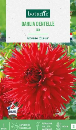 Best BOTANIC® Bulbe de fleurs Dalhia dentelle Jax - 1 bulbe