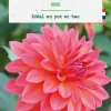 Clearance BOTANIC® Bulbe de fleurs Dalhia nain double nain Maia - 1 bulbe
