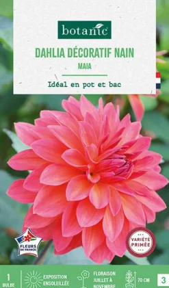 Clearance BOTANIC® Bulbe de fleurs Dalhia nain double nain Maia - 1 bulbe