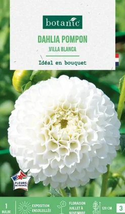 Sale BOTANIC® Bulbe de fleurs Dalhia pompon Villa Blanca - 1 bulbe