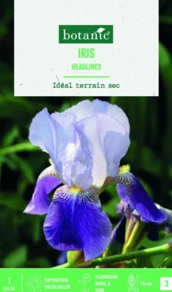 Outlet BOTANIC® Bulbe de fleurs Iris Germanica Headlines - 1 bulbe
