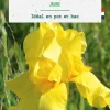 Hot BOTANIC® Bulbe de fleurs Iris Germanica jaune - 1 bulbe